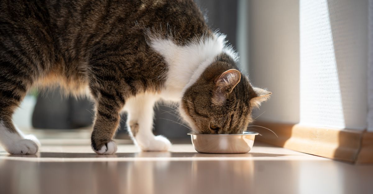 Gatto con muso all'interno della ciotola con il cibo