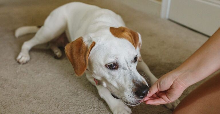 Mano dà qualcosa da mangiare a un cane sdraiato