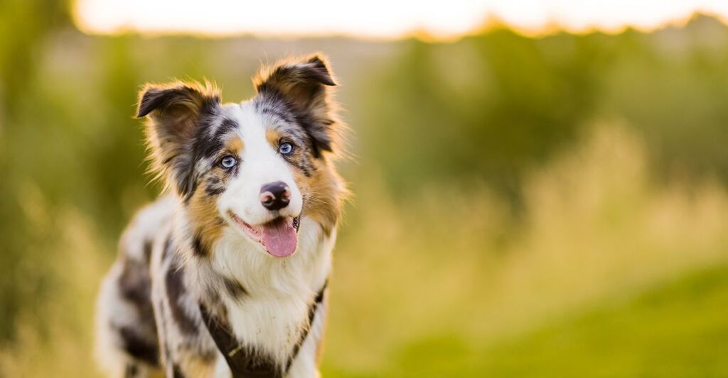 Un esemplare di Border Collie