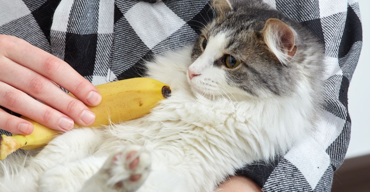 Gatto in braccio al padrone con vicino una banana