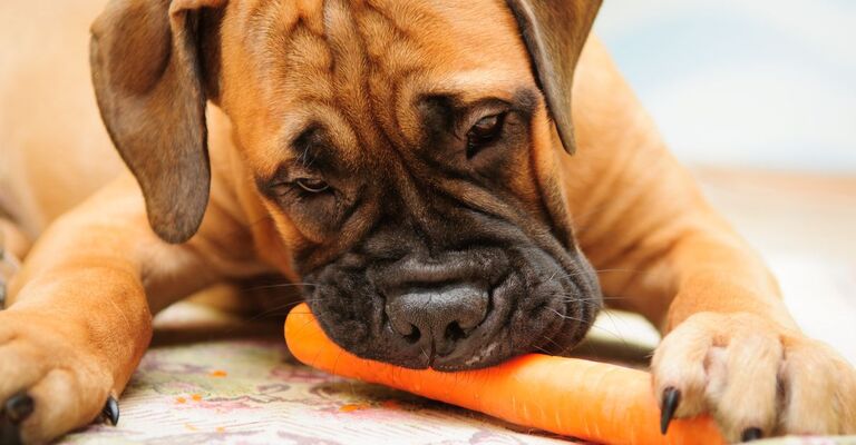 cane mangia una carota