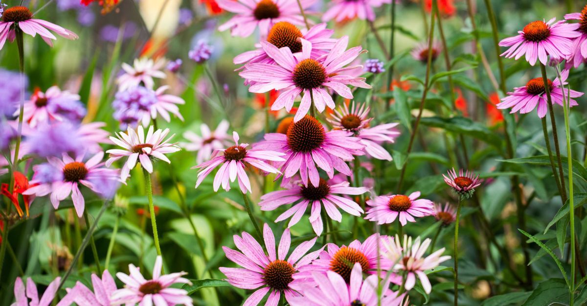 echinacea