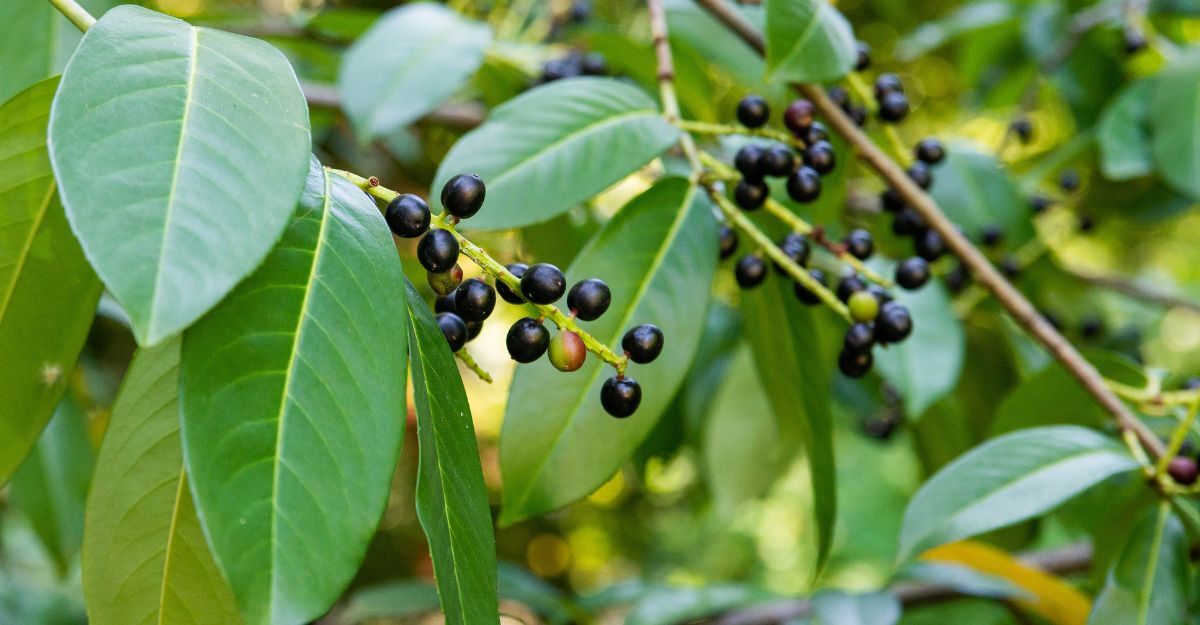 bacche-di-alloro