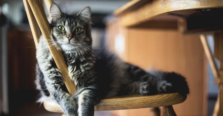 Gatto appoggiato sulla sedia