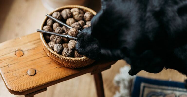cane mancia una noce