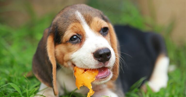cane mangia il melone