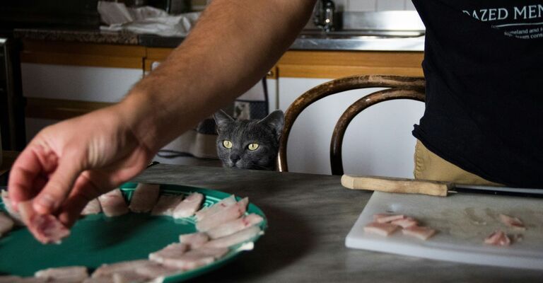 Padrone prepara cibo per il gatto che attende di mangiare