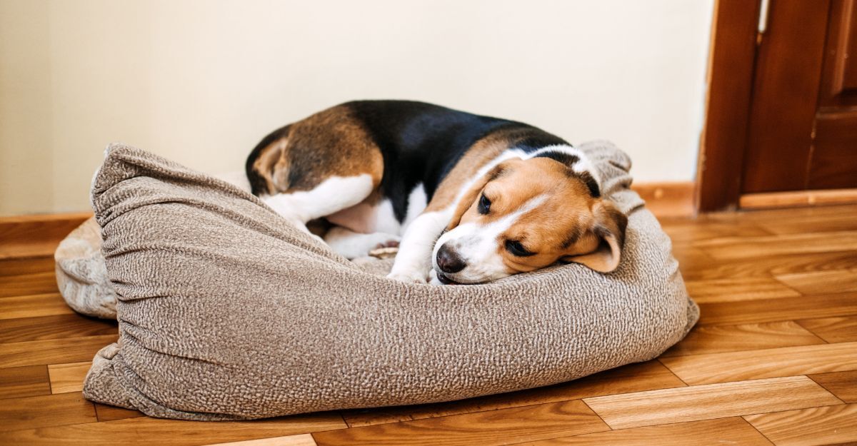 Cane rannicchiato in una cuccia