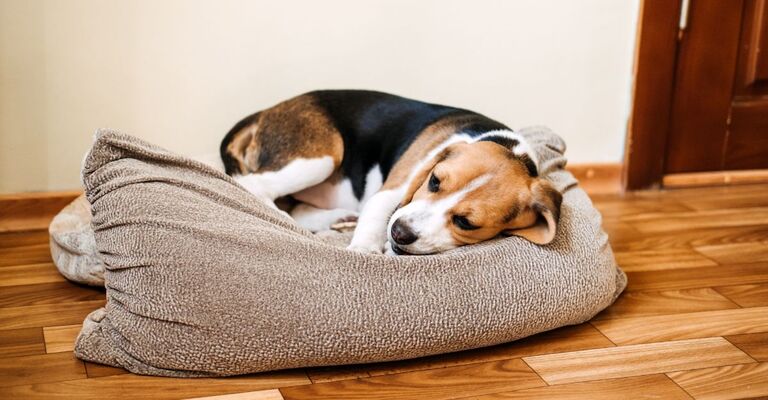 Cane rannicchiato in una cuccia