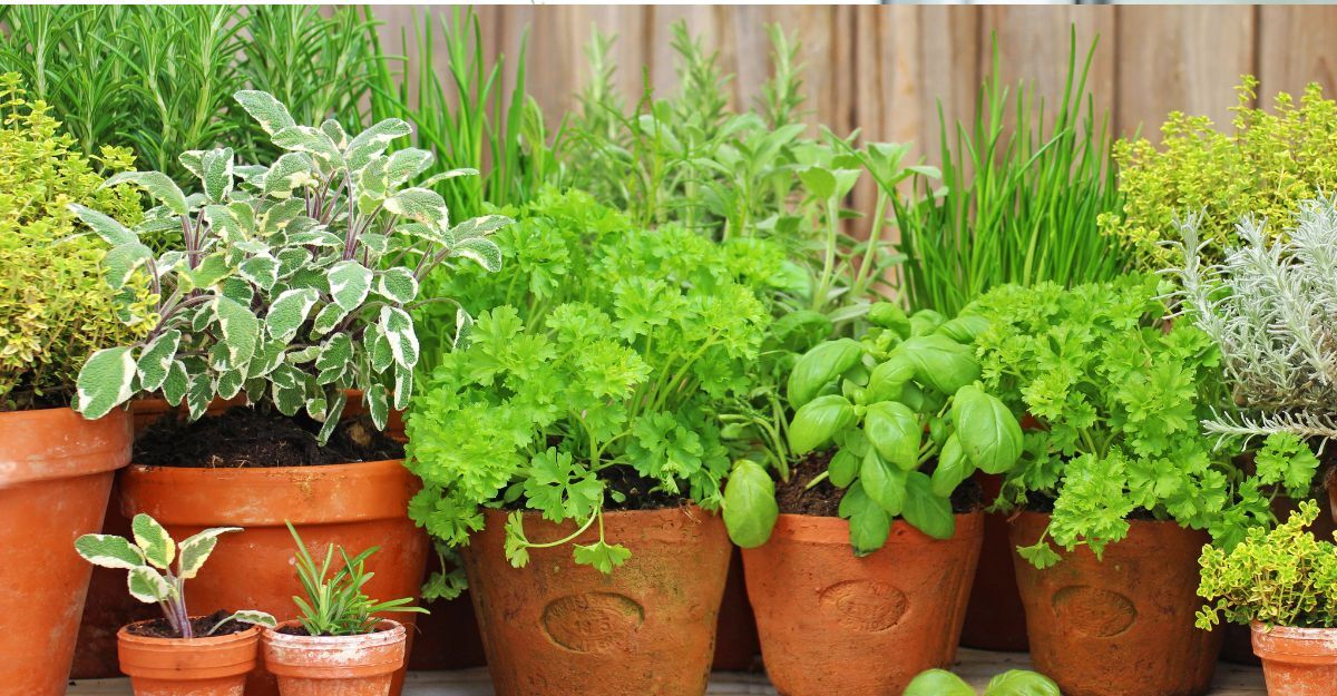 Prezzemolo-in-vaso-2