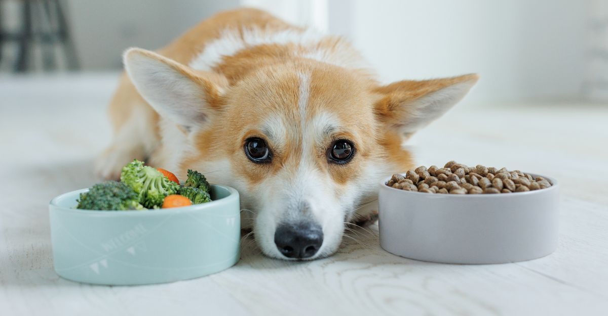 cane guarda le ciotole