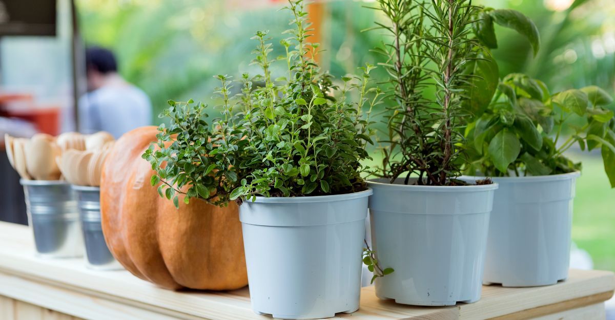 Piante aromatiche in vaso