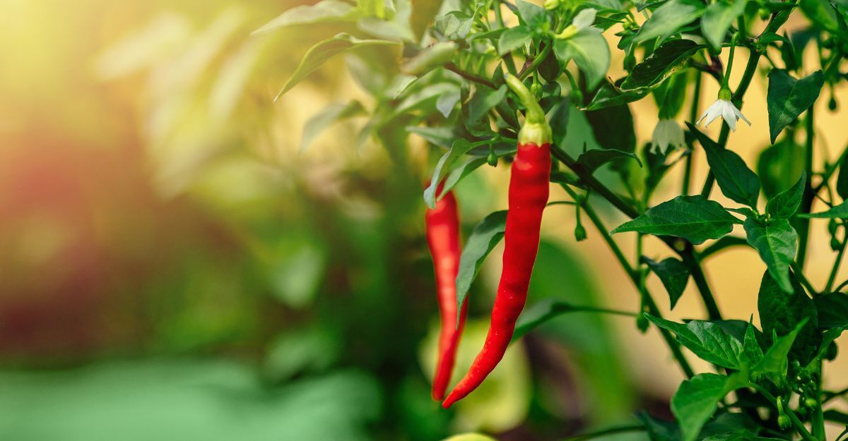 peperoncino-in-vaso-2