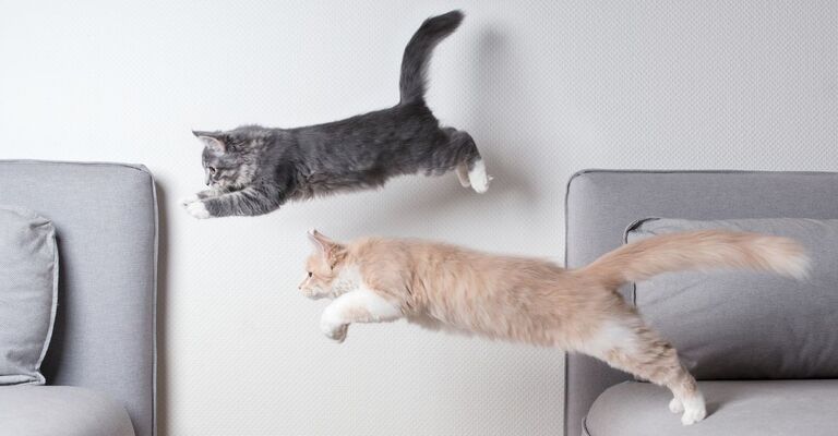 Due gatti saltano insieme da un divano all'altro