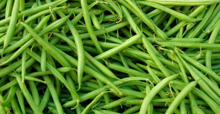 Dei fagiolini