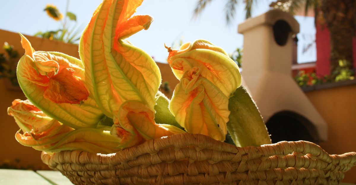 Dei fiori di zucca