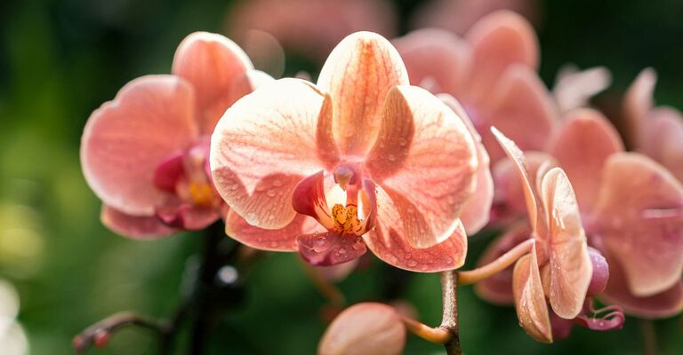 Orchidea dai colori pescati in primo piano