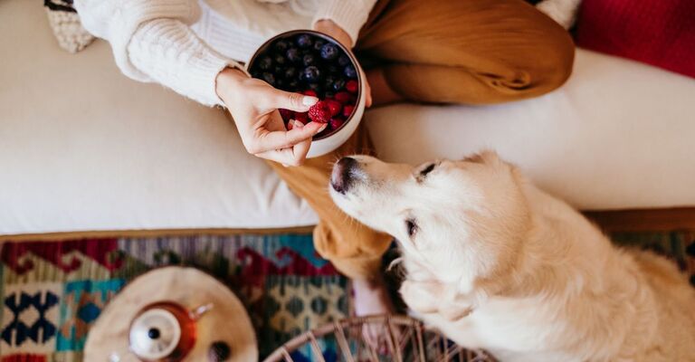 Una ragazza sul divano ha in mano un contenitore con della frutta per offrirla al cane
