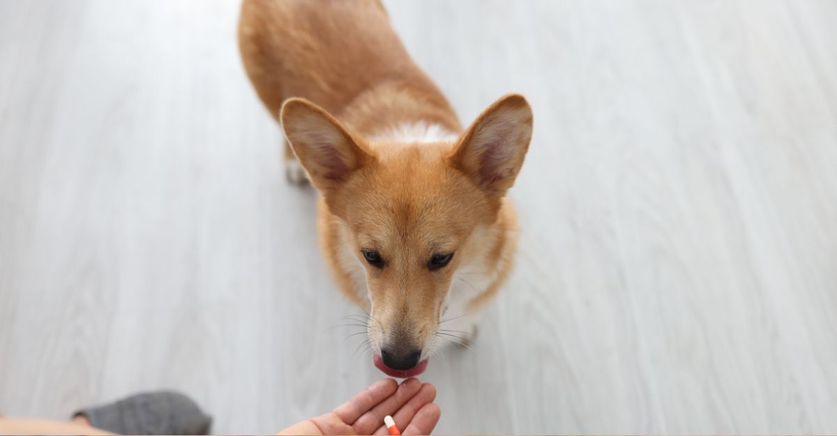 cane prende fermenti lattici