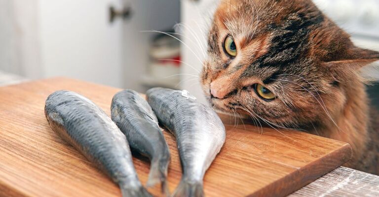 Gatto che annusa del pesce su un tagliere sopra il ripiano della cucina