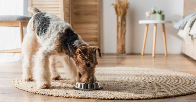 cane mangia dalla ciotola