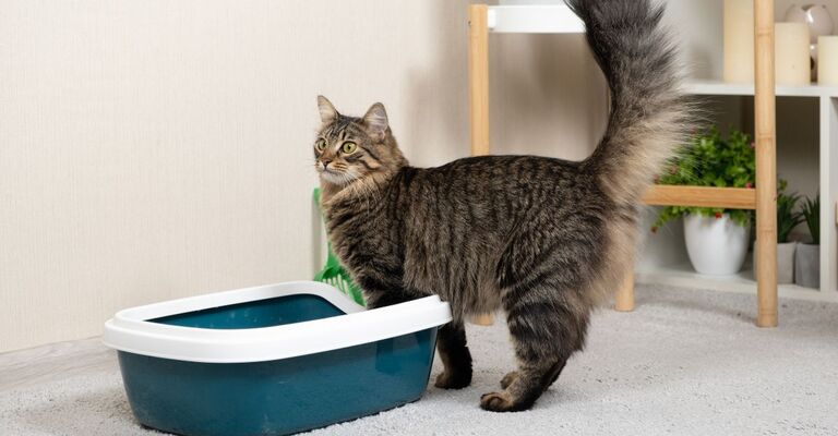 gatto indeciso se entrare nella lettiera