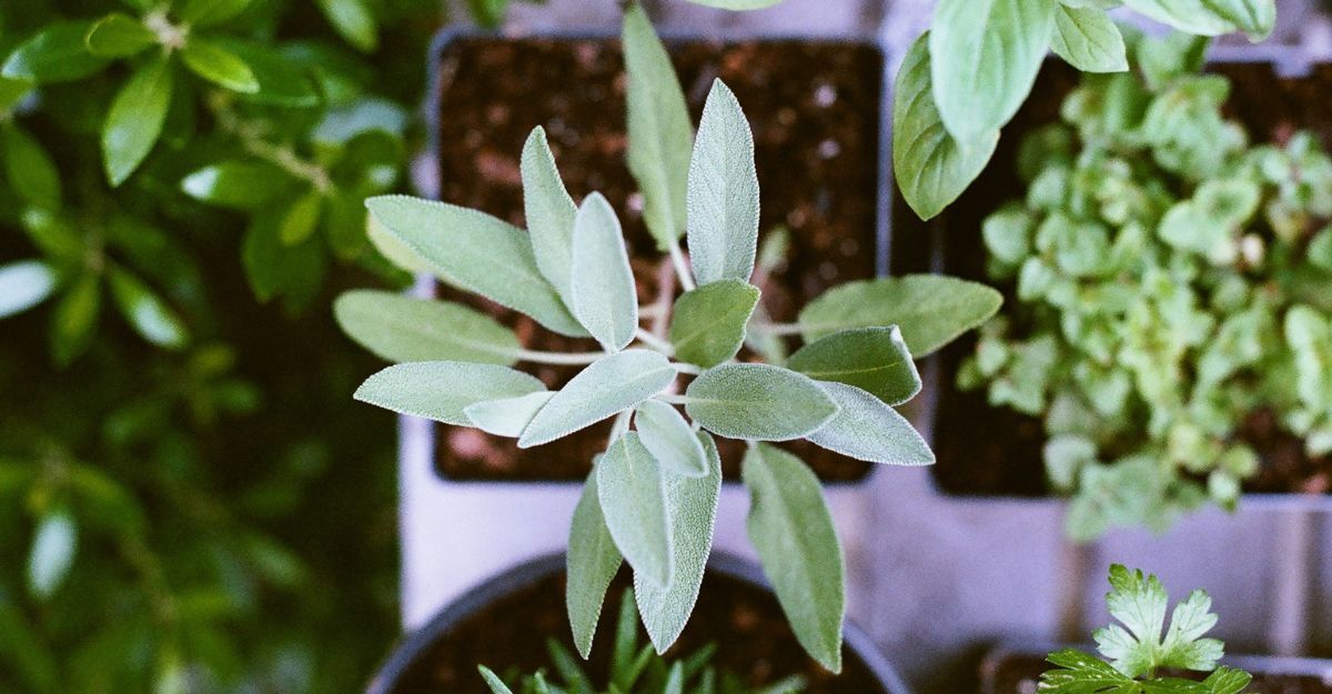 Foglie di salvia che spuntano da alcuni vasi