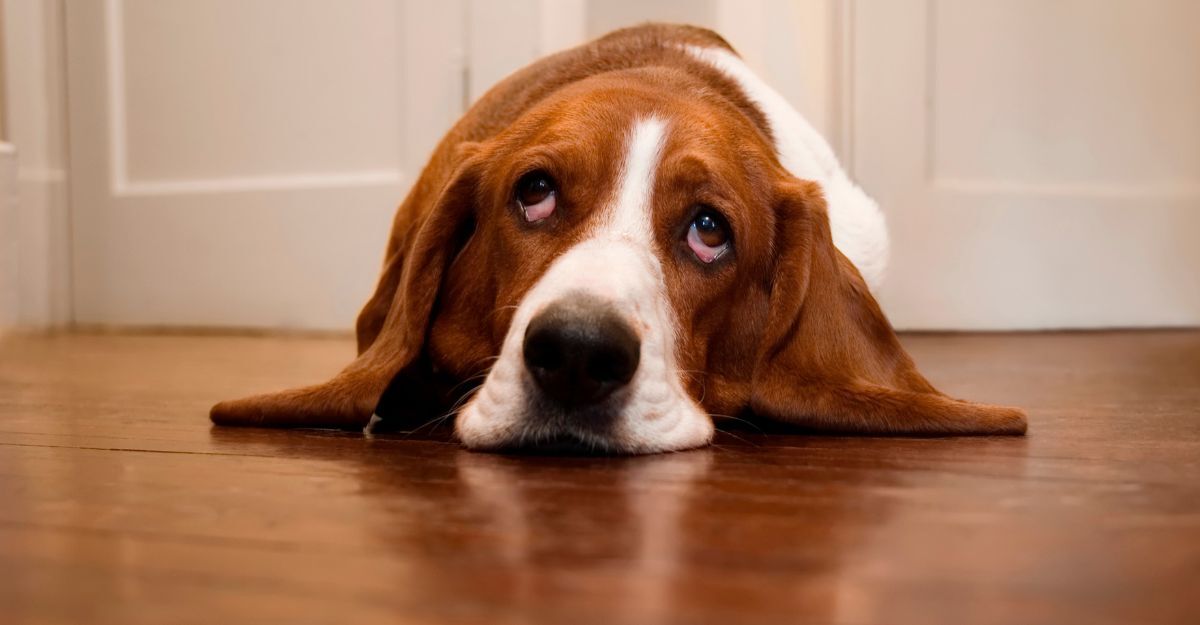 basset hound sdraiato per terra