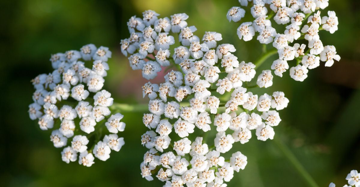 Fiori di Achillea