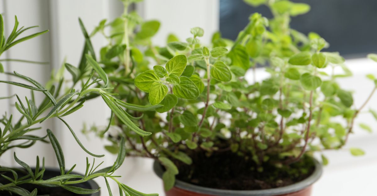 Una piantina di origano