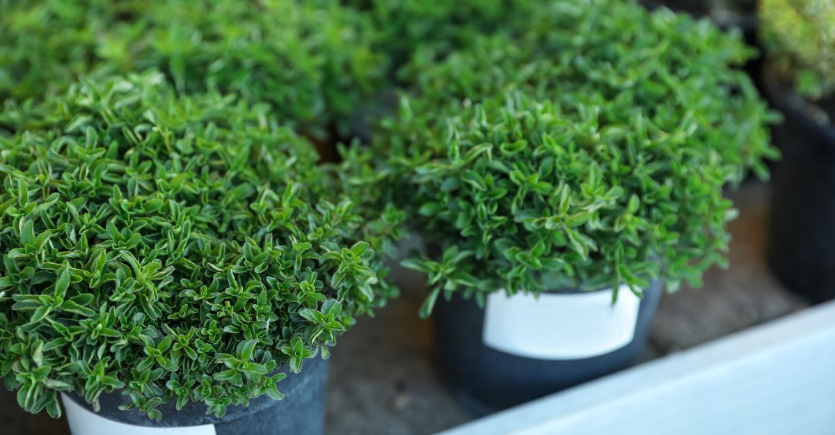 Una piantina di origano