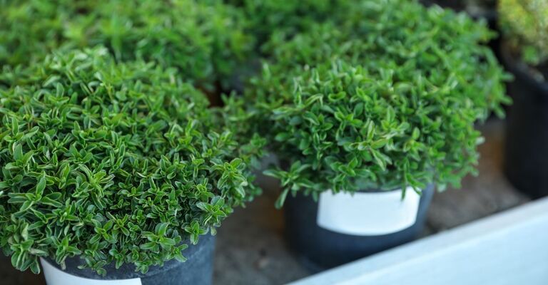 Una piantina di origano