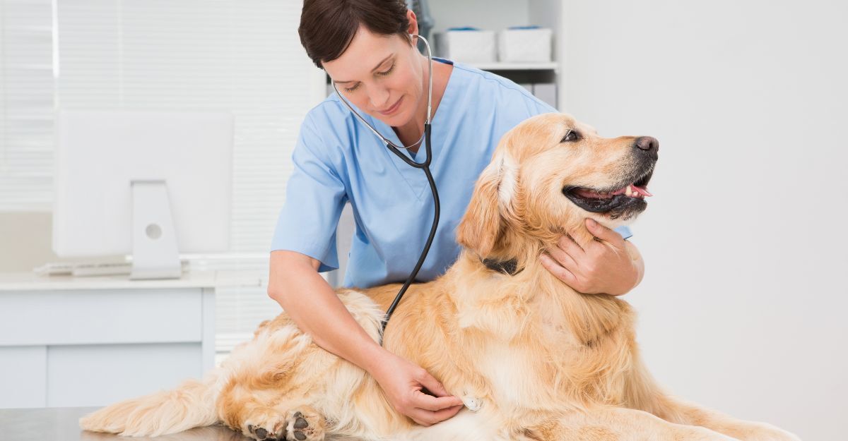 cane dal veterinario