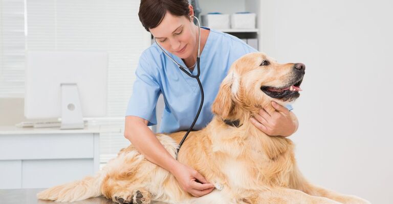 cane dal veterinario