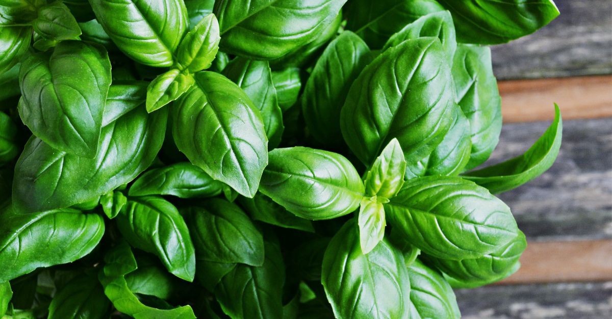 foglie di basilico