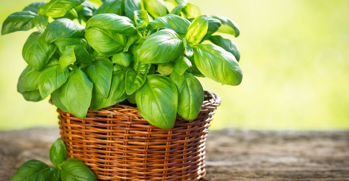 basilico