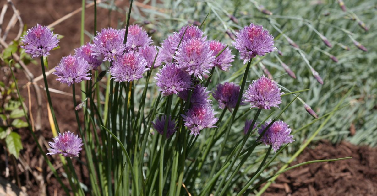 Fiori di erba cipollina