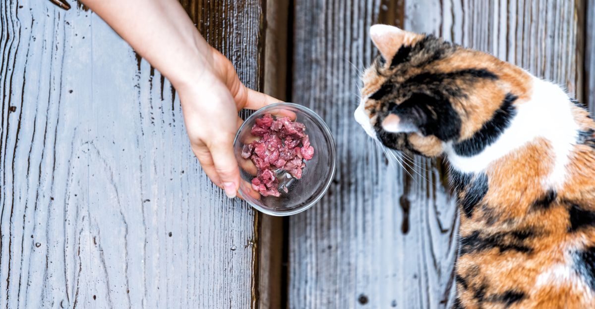 Ciotolina di carne cruda offerta a un gatto