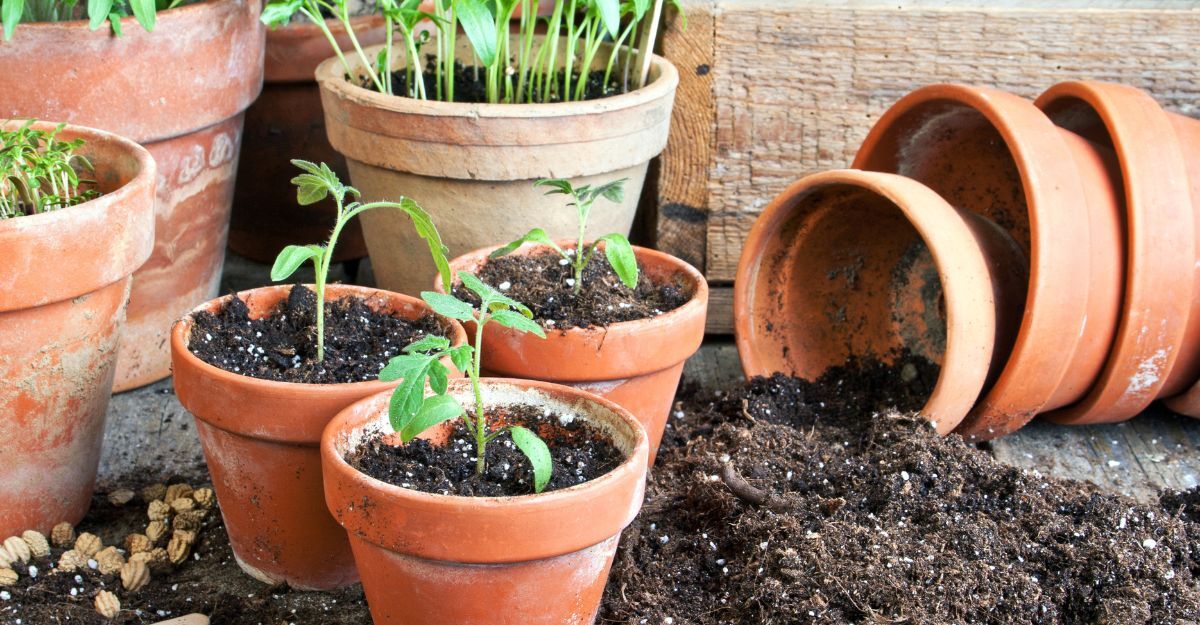 Dei vasi con delle piante