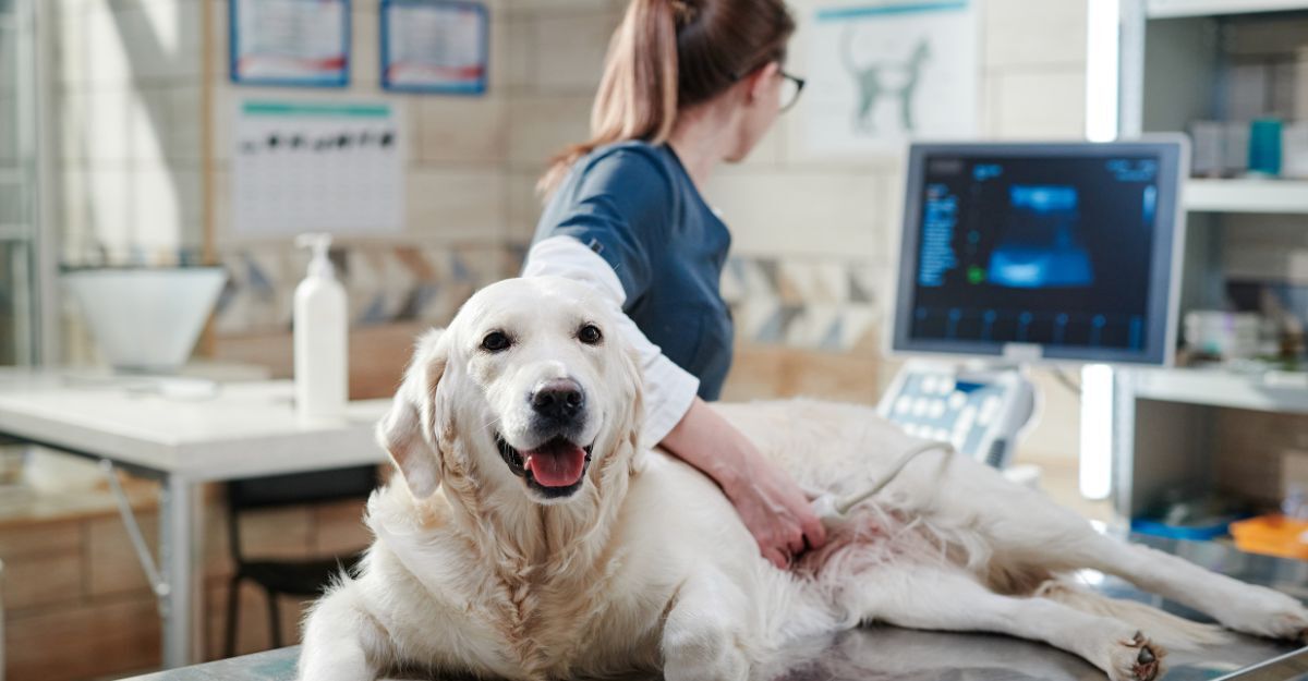 Veterinario che visita il cane