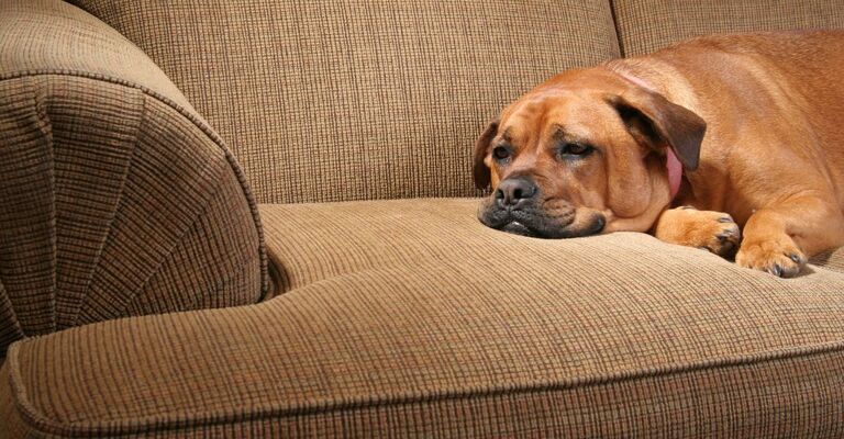 Cane sdraiato sul divano che sembra triste