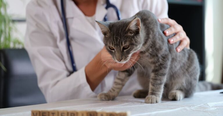 Veterinaria esamina gatto sul tavolo d'esame