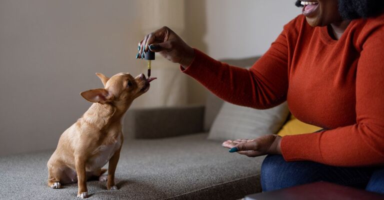 Donna dà al suo Chihuahua dell'olio