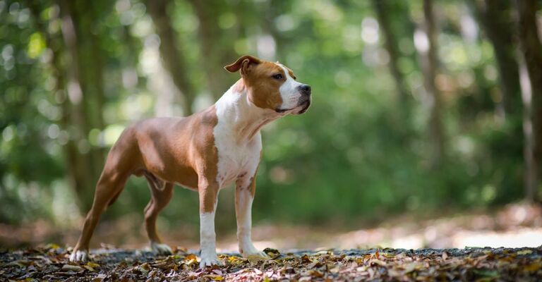 Cane Amstaff che guarda avanti in un bosco