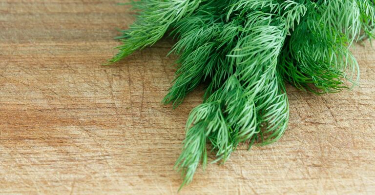 Pianta di aneto sul tagliere