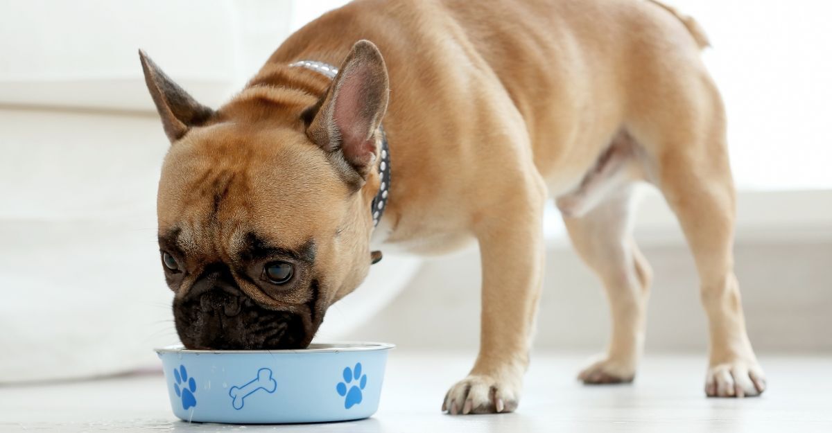 Un cane mangia dalla sua ciotola