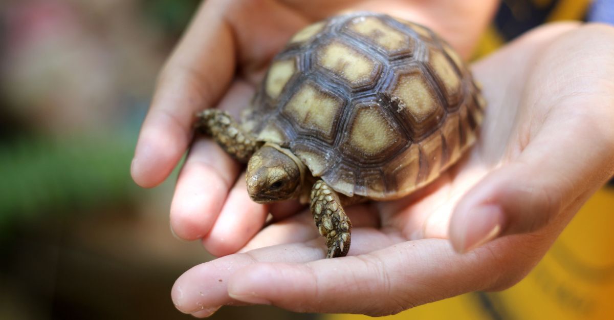 tartaruga-di-terra