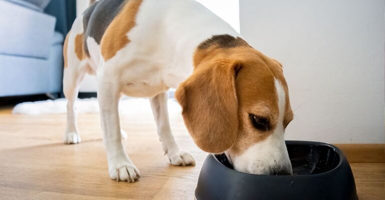 cane che mangia dalla ciotola