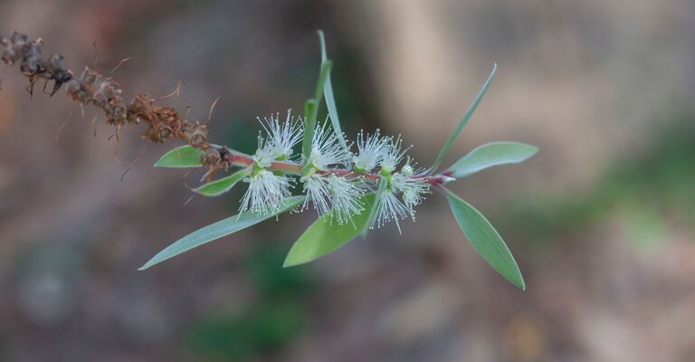 Una pianta di Cajeput