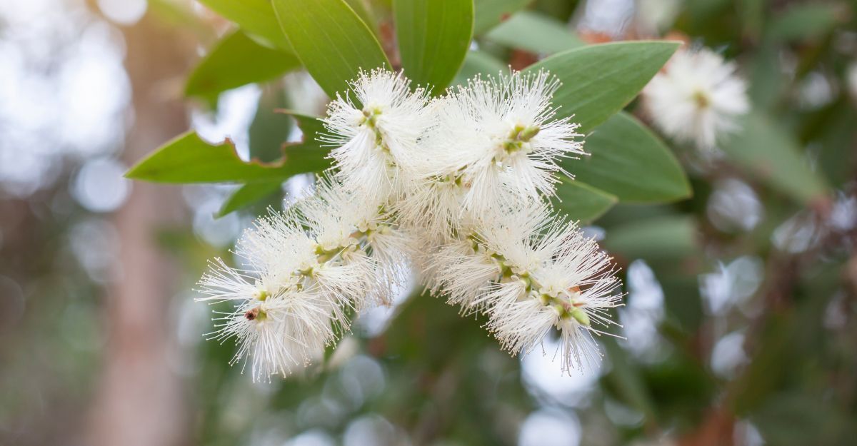 Una pianta di Cajeput